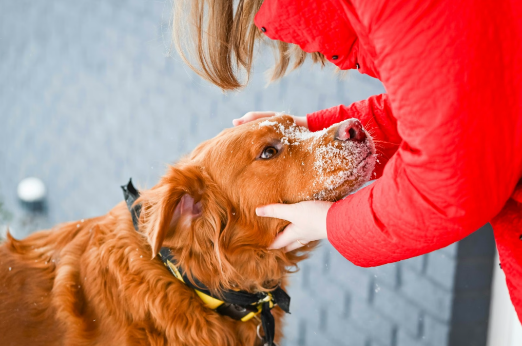 Factors That Matter When Selecting Probiotics For Your Dog