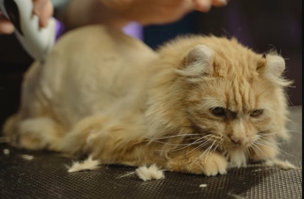 5 Benefits of Offering Mobile Pet Grooming Services