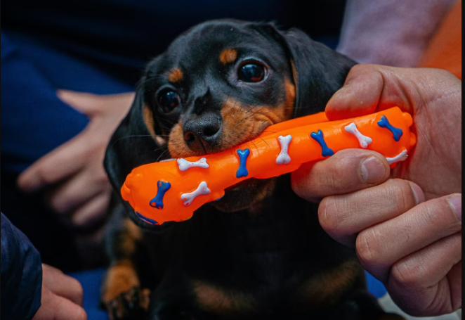 Celebrity Pets and the Lavish Homes They Live In