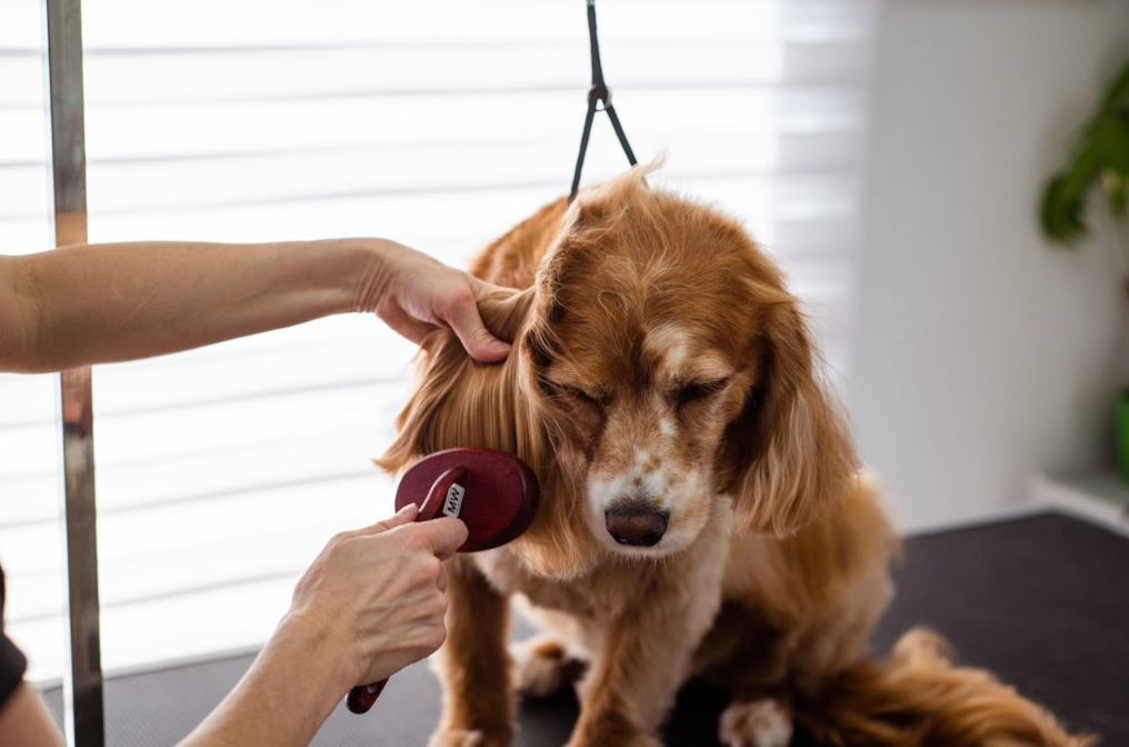 How to Deal with Fleas and Ticks Infestation in Your Dog and Home