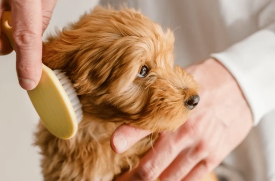 Are Fleas Bugging Your Dog? Signs, Solutions, and Prevention