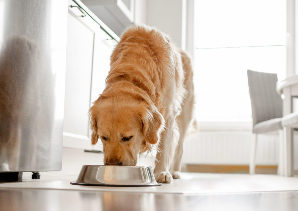 How Long Can a Dog Go Without Eating?