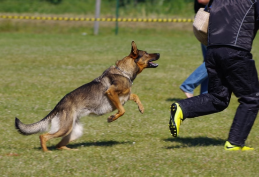 Protection Dogs in Urban Environments