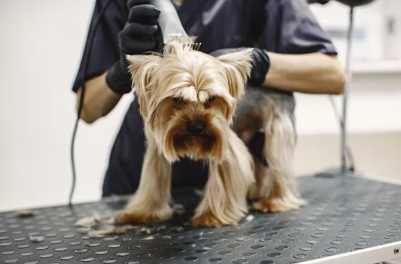 Convenient and Stress-Free In-Home Dog Grooming NYC