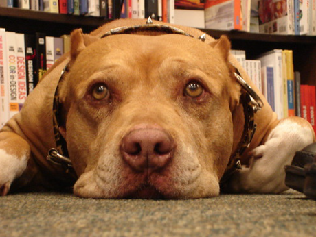 Dog Daddy Net Worth: Controversy and Canine Training Secrets