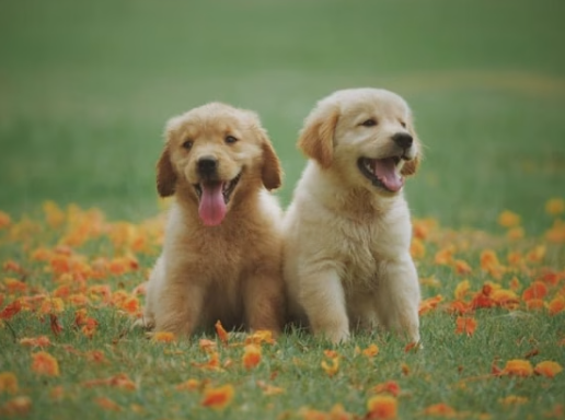 The Happy Pup: Health and Wellness Tips for Your Dog