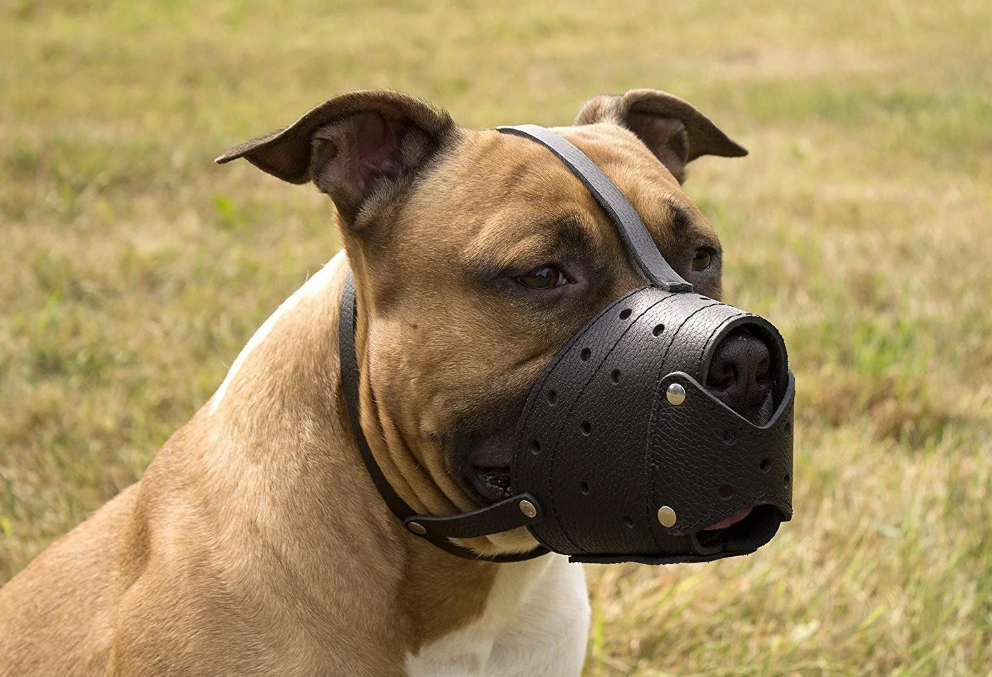 Top Reasons Why Your Dog Might Need a Muzzle
