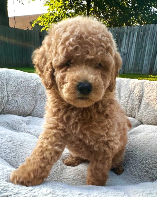 Finding a Reputable and Responsible Goldendoodle Breeder in Houston