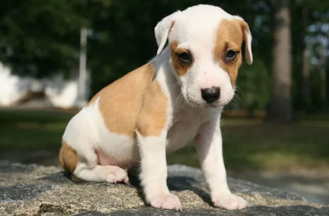 9 Stellar Tips to Train Your Puppy