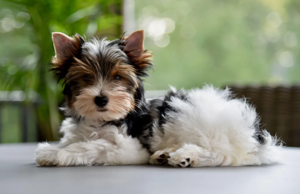 Biewer Terrier Health Issues You Need to Know