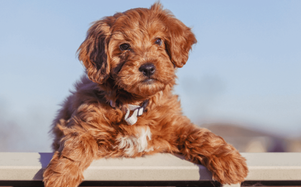 Golden Hearts and Wagging Tails: The Joy of Choosing Goldendoodle Puppies
