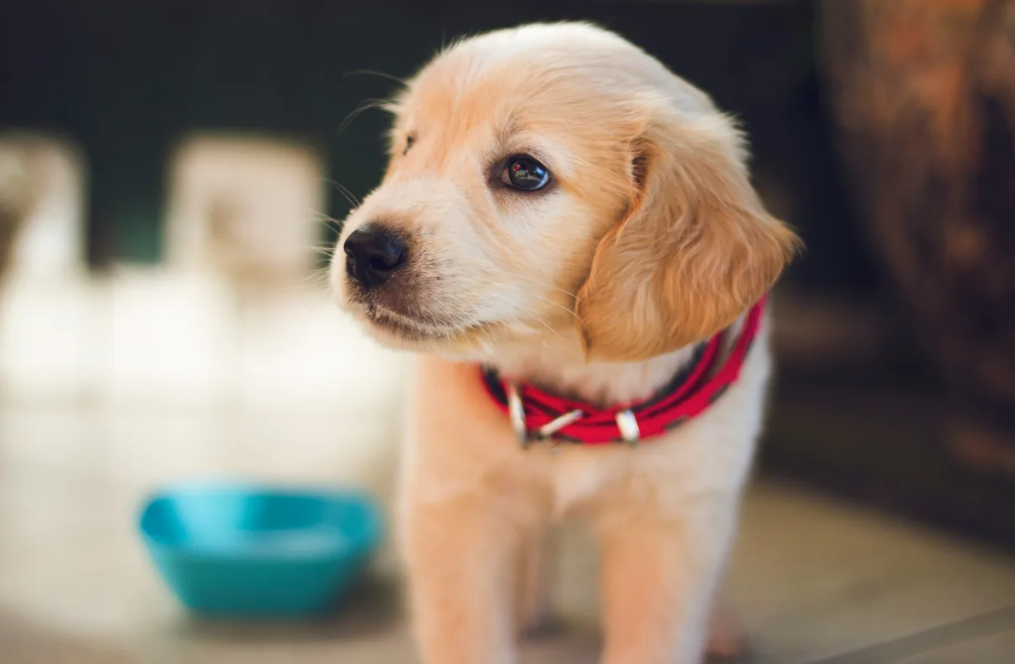 Choosing the Perfect Goldendoodle Puppy: Factors to Consider