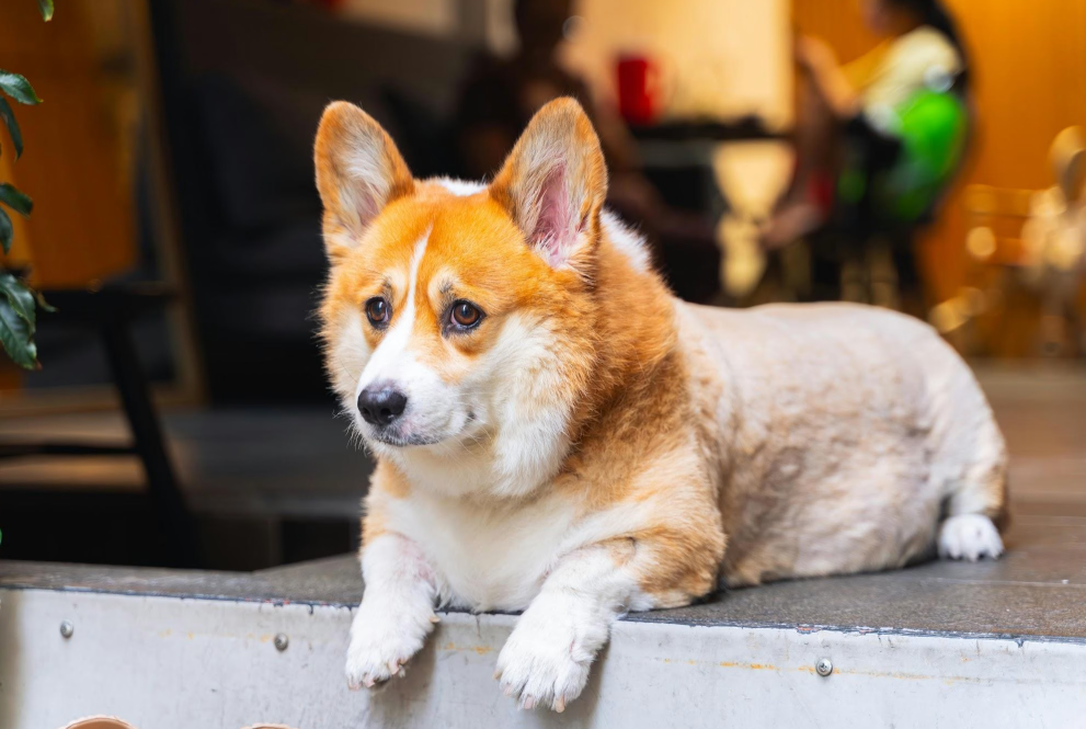 The Impact of Daily Habits on Your Dog’s Behavior Indoors