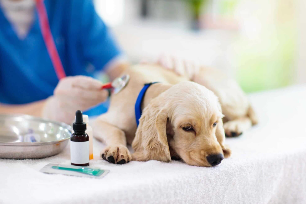 From Routine Check-ups to Emergency Care: A Day in the Life of an Animal Hospital